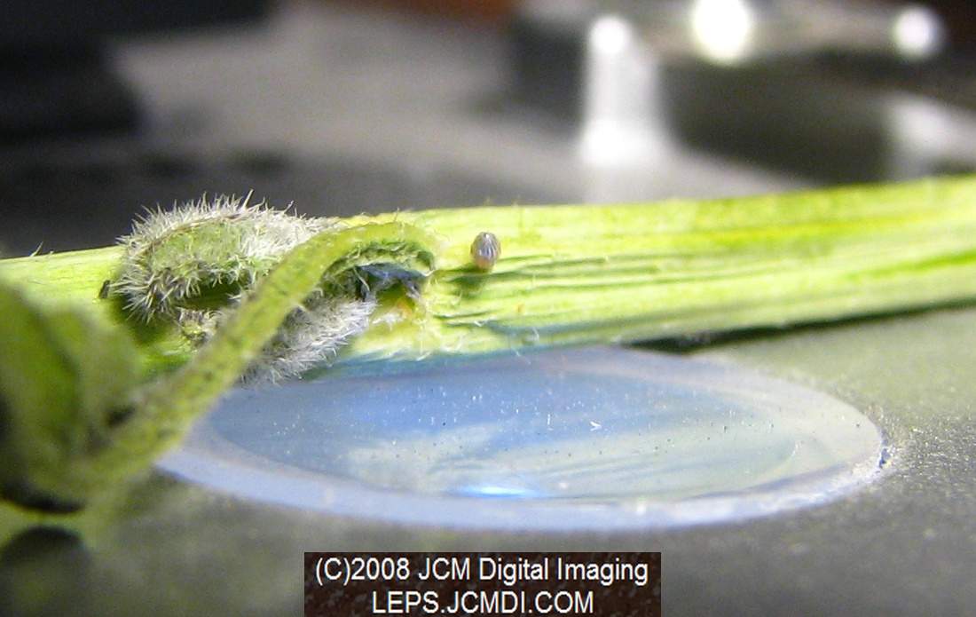 nearly ready-to-hatch egg ready for filming uner the USB microscope